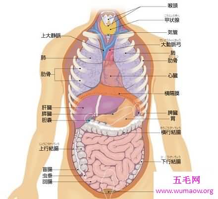 人体器官分布图 让你清晰看到人体五脏六腑！