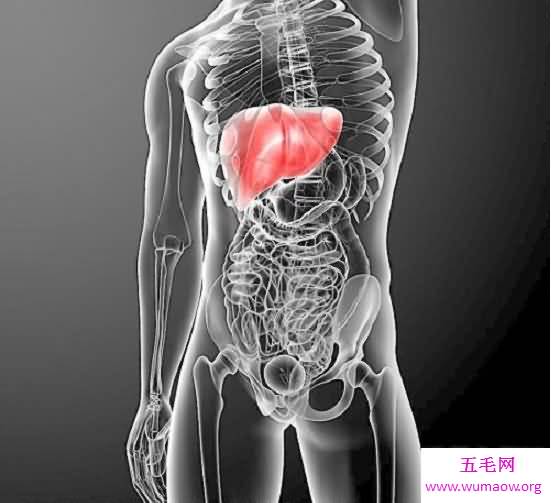 肝的位置在5到9肋骨之间，肝脏不好要忌口