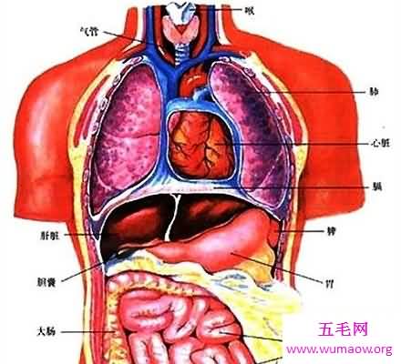 人体器官分布图 让你清晰看到人体五脏六腑！