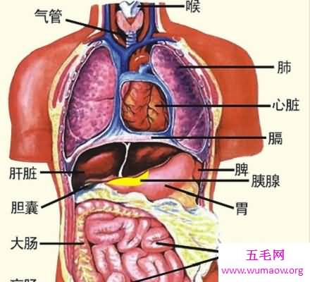 人体器官分布图 让你清晰看到人体五脏六腑！