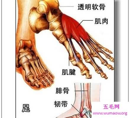 人体器官分布图 让你清晰看到人体五脏六腑！