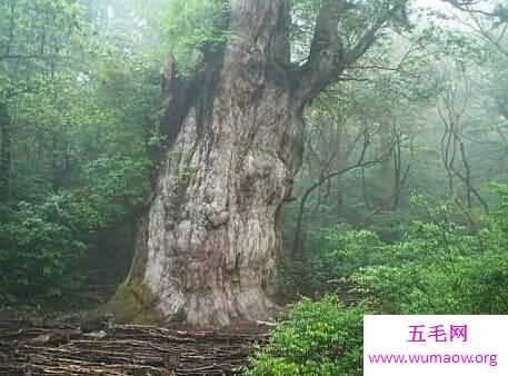 揭秘世界十大最古老的树  最老树已达9500年