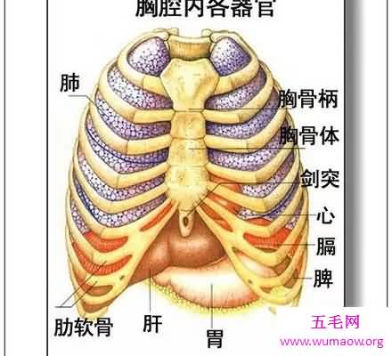 人体器官分布图 让你清晰看到人体五脏六腑！