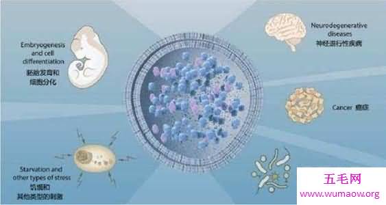 2017年诺贝尔生理学或医学奖获得者 他们向世界讲述生物钟