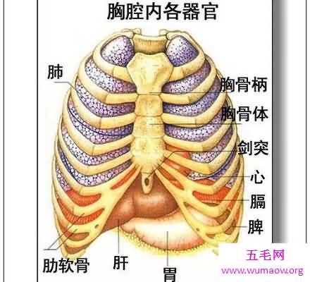 人体器官分布图 让你清晰看到人体五脏六腑！