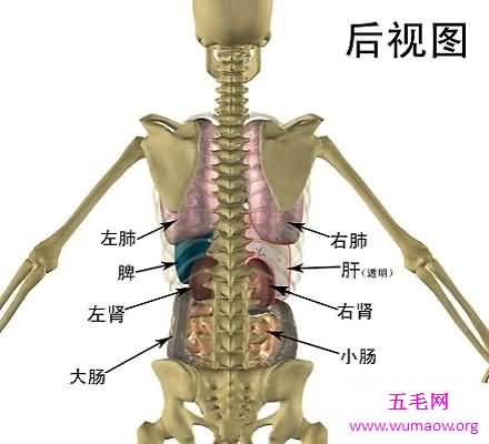 人体器官分布图 让你清晰看到人体五脏六腑！