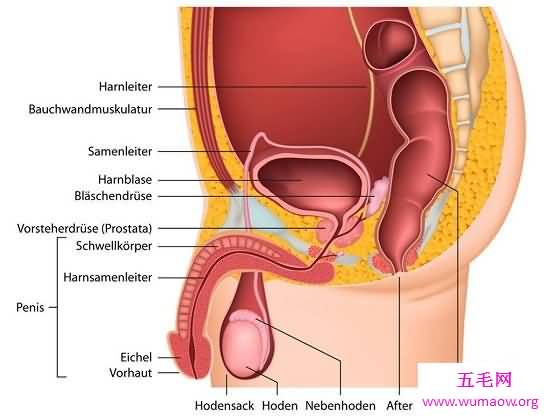 你了解男性生殖器官吗，教你如何照顾你的“小弟弟”