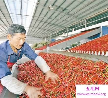 农村致富小项目 十个农村小项目带你致富不瞅钱！