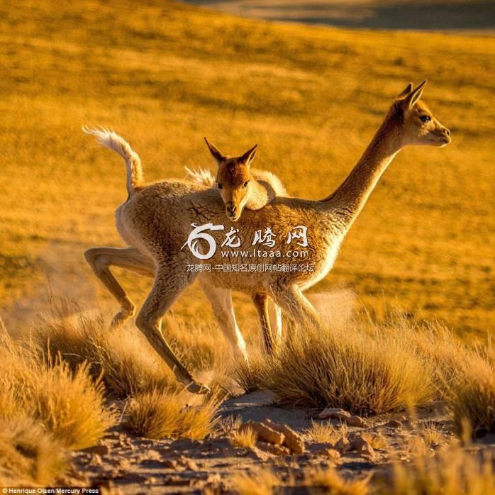 The feisty animals are distant relatives of llamas but choose to live in flat open spaces like the Atacama rather than in the hills