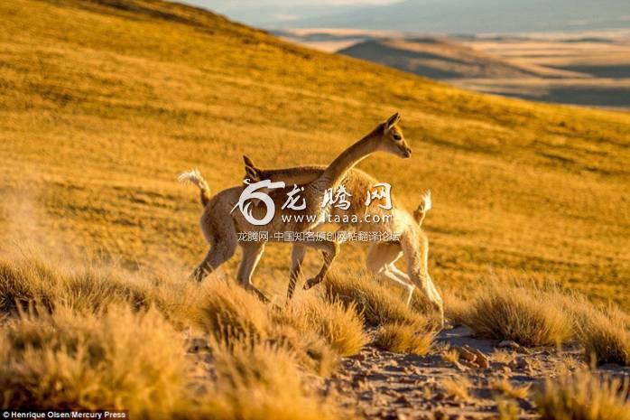 The Vicunas could be seen biting one another and grappling as they faced off on the remote plains of the Atacama Desert national park