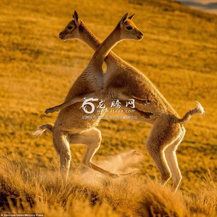 Photos taken by Henrique Olsen de Assumpção 24 show the wild vicunas appearing to embrace while battling each other in the brutal turf war