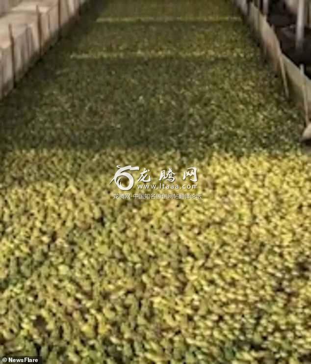 The incredible footage shows a sea of green bullfrogs twitching at a farm in southern China