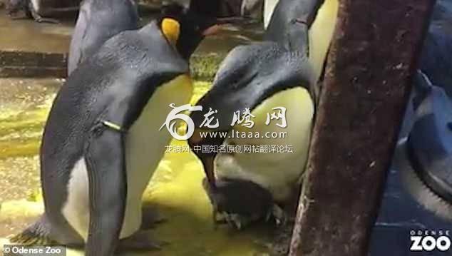 The male penguin couple quickly stepped in to care for the chick they thought was being neglected