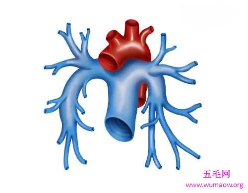 人体最大的器官是肝脏 最新发现的最大器官能分散癌症