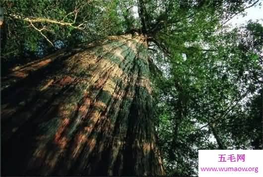 最古老的树“老吉诃德”9500岁 ，世界上最古老的10棵树