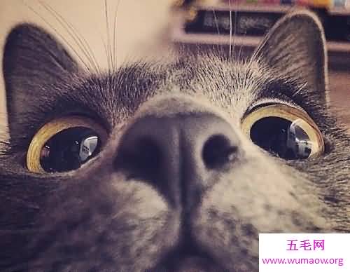 被猫咬了怎么办？紧急处理指南为你奉上！