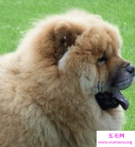 世界十大名狗 罗秦犬竟然世界排名第一 五毛网