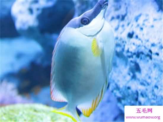 世界最大的水族馆排行榜前十名，Georgia Aquarium如同一个小型海洋