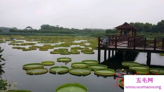 世界十大热带雨林植物，样子都极其独特。