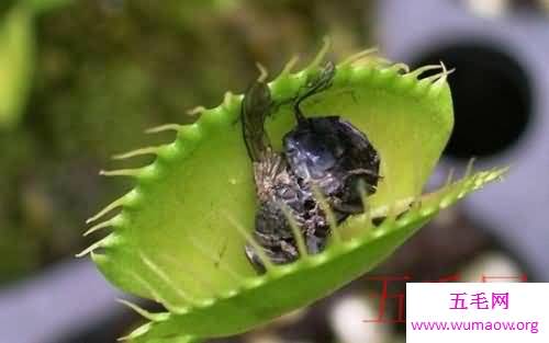 世界十大热带雨林植物，样子都极其独特。