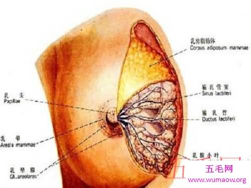 癌症之最，克服它们可以挽救无数家庭