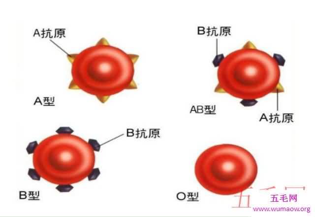 世界最罕见的血型，仅中国发现一例，世上再无出现