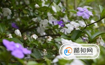 鸳鸯茉莉的养殖方法和注意事项