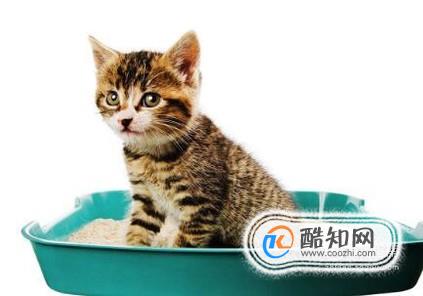 猫在家乱拉屎怎么办