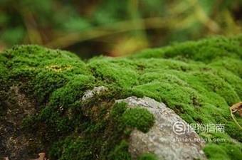 挖回来的青苔怎么养