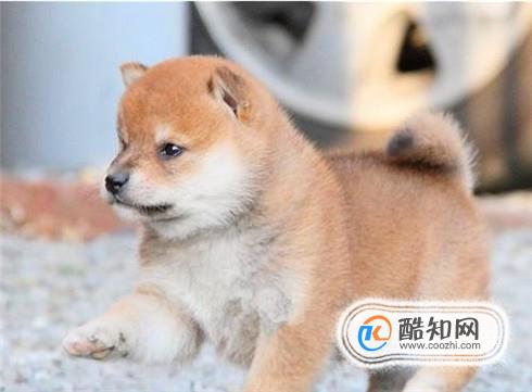 柴犬幼犬怎么看品相