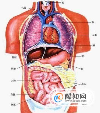 小腹左边疼是怎么回事