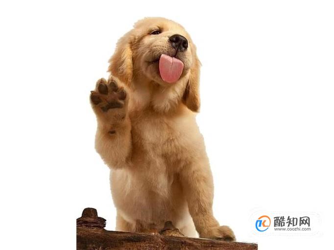 狗狗不想养了怎么处理