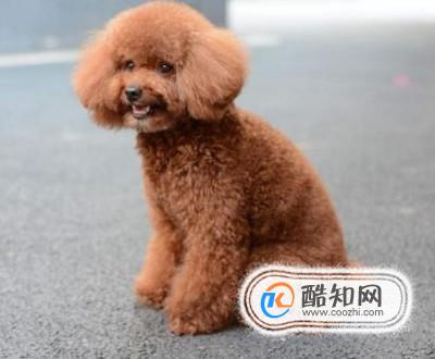 养泰迪犬有什么坏处