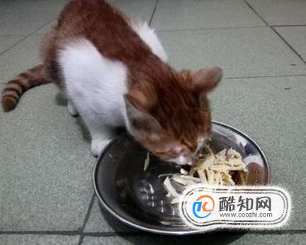 改善猫咪的伙食，给猫加餐之白水煮鸡胸