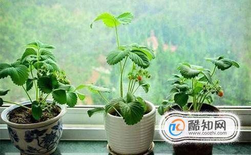 怎么种植盆摘草莓？