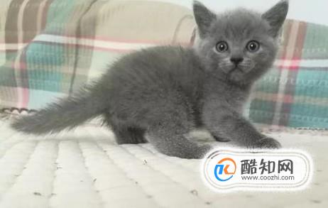 小猫咪怎样分辨公母