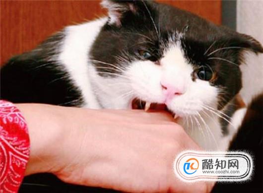 如何远离猫抓综合征？被猫抓伤如何快速处理？