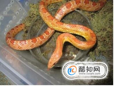 蛇冬天怎么休眠