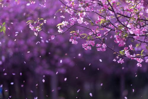 梦见海棠花，“忽如一夜春风来，千树万树梨花开”