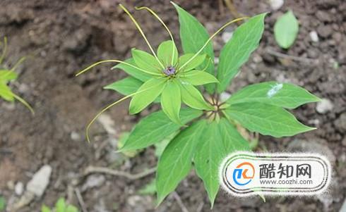 夏季如何预防蚊虫叮咬？