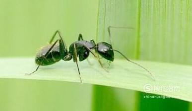 家中养花有蚂蚁怎么办