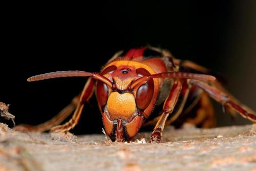 中国大虎头蜂 能蛰死人的大黄蜂简介