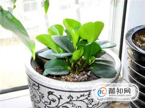 家里花盆里有小飞虫怎么办？