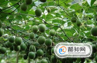 如何鉴别罗汉果好坏？六大挑选技巧让你手到擒来