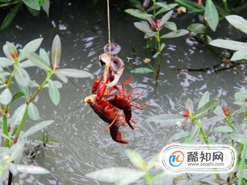 怎么快速的钓到小龙虾？