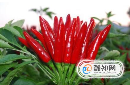 辣椒什么品种好