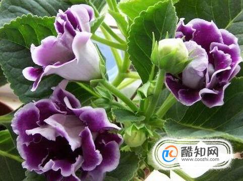 大岩桐的繁殖方法