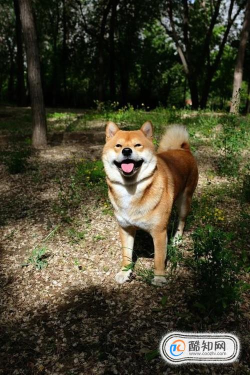 柴犬怎么养？柴犬好养吗？