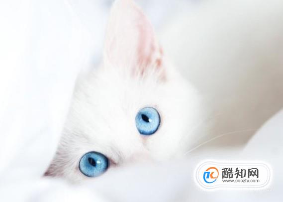 猫咪对主人会有感情吗？