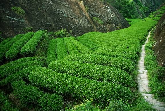 中国十大名茶产地：中国茶叶品牌排名推荐